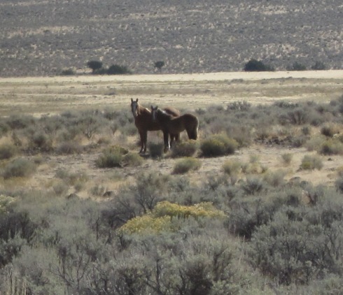 wild horses